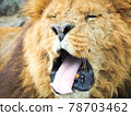 Lion sticking out his tongue 78703462