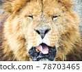 Lion sticking out his tongue (front) 78703465