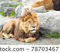 Catloaf sitting lion 78703467