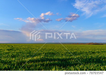 agricultural field with young sprouts and a blue sky with clouds - a beautiful spring landscape 78703547