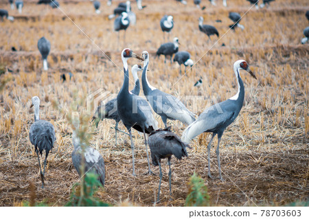 Flock of rice fields and vines 78703603