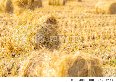 [Autumn material] Rice straw roll [Nagano Prefecture] 78703633