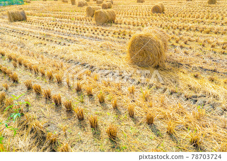 [Autumn material] Rice straw roll [Nagano Prefecture] 78703724