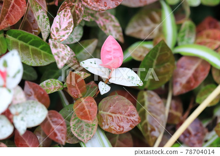 Hatsuyuki Kazura (Hatsuyukikuzu) Pink young leaves Hatsuyuki Kazura (Hatsuyukikuzu) Pink young leaves 78704014