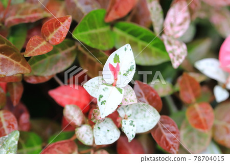 Hatsuyuki Kazura (Hatsuyukikuzu) Pink young leaves Hatsuyuki Kazura (Hatsuyukikuzu) Pink young leaves 78704015