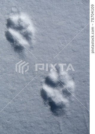 Follow in the footsteps of the snow 78704109