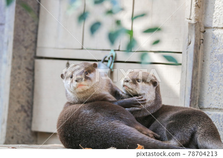 我要你帶著小爪水獺轉身 78704213