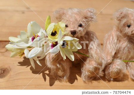拿著白色 ixia 花的泰迪熊 拿著白色 ixia 花的泰迪熊 78704474