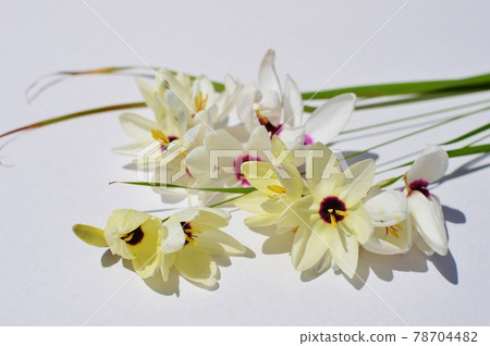 White corn lilies 78704482