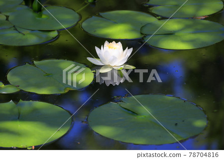 Water lilies and flower buds blooming in Heian Jingu Shrine 78704816