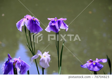 Water lilies and flower buds blooming in Heian Jingu Shrine Water lilies and flower buds blooming in Heian Jingu Shrine 78704823