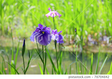 Water lilies and flower buds blooming in Heian Jingu Shrine 78704842