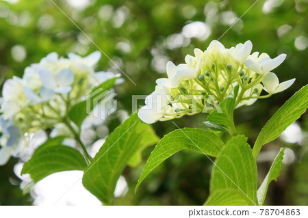 Hydrangea seen from below Hydrangea seen from below 78704863