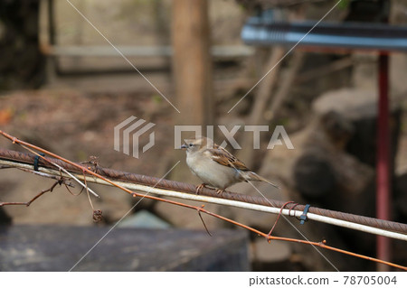 A sparrow sits on an iron bar. 78705004