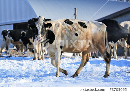 Scenery of Hokkaido "Winter Ranch" Scenery of Hokkaido "Winter Ranch" 78705065