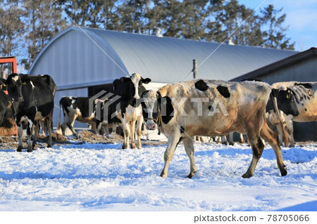 Scenery of Hokkaido "Winter Ranch" Scenery of Hokkaido "Winter Ranch" 78705066