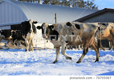 Scenery of Hokkaido "Winter Ranch" Scenery of Hokkaido "Winter Ranch" 78705067