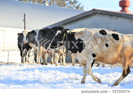Scenery of Hokkaido "Winter Ranch" Scenery of Hokkaido "Winter Ranch" 78705074