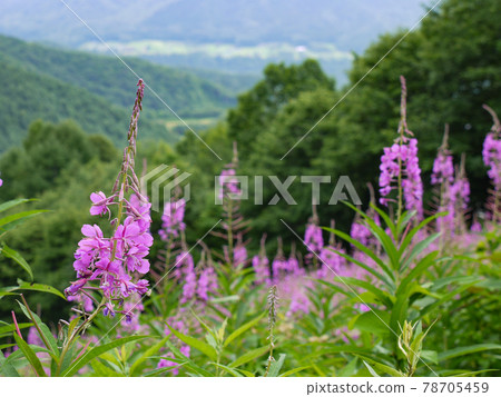 Fireweed at Oze Iwakura Ski Resort 78705459