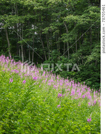尾瀨岩倉滑雪場的雜草叢生 尾瀨岩倉滑雪場的雜草叢生 78705461