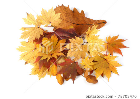 Autumn leaves isolated on white. Oak and maple Autumn leaves isolated on white. Oak and maple 78705476