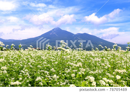 夏蕎麥田和萬代山（福島縣豬苗代町） 78705489