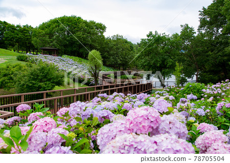 The hydrangea of the national Sanuki Manno Park is in full bloom 78705504