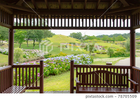 國立贊岐萬能公園的繡球花盛開 國立贊岐萬能公園的繡球花盛開 78705509