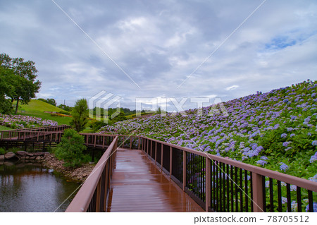 國立贊岐萬能公園的繡球花盛開 國立贊岐萬能公園的繡球花盛開 78705512