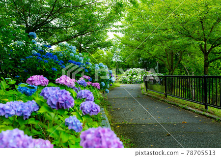 國立贊岐萬能公園的繡球花盛開 國立贊岐萬能公園的繡球花盛開 78705513