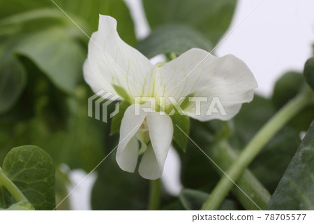 Pea flower on plant Pea flower on plant 78705577