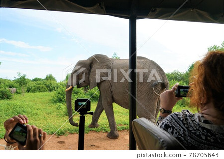 African elephant African elephant 78705643