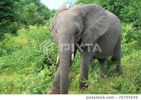 非洲大象 78705649