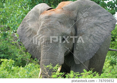 African elephant 78705652
