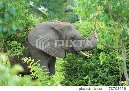 African elephant 78705656