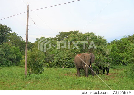 非洲大象 78705659
