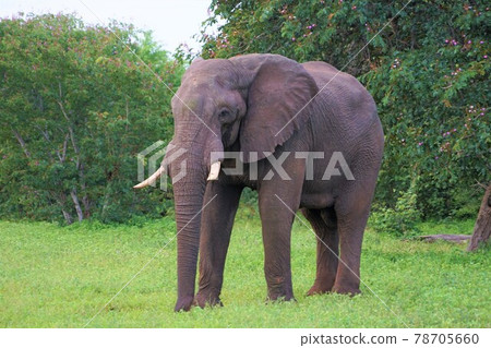 非洲大象 78705660