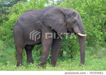 非洲大象 78705661
