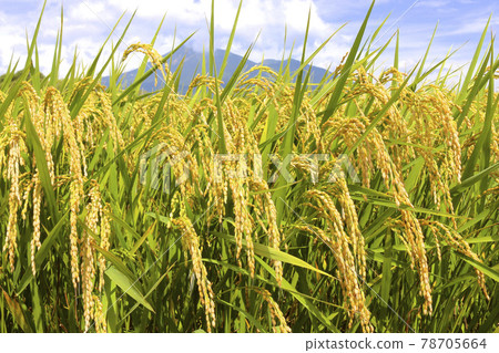 Inaho and Hiyama (Fukushima Prefecture, Inawashiro Town) 78705664