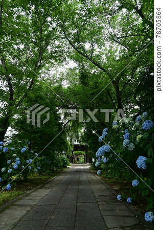 繡球花和鵝卵石路 78705864