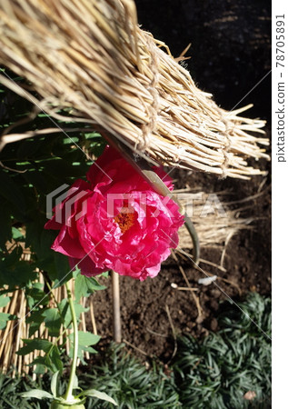 Winter button (light red) 78705891