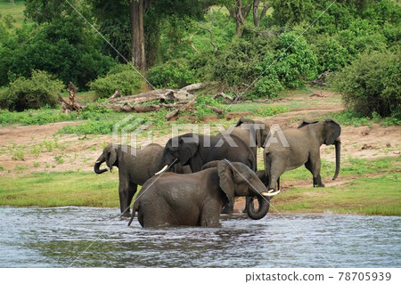 非洲大象洗澡 非洲大象洗澡 78705939