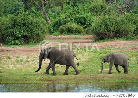 非洲大象的父母和孩子 非洲大象的父母和孩子 78705940