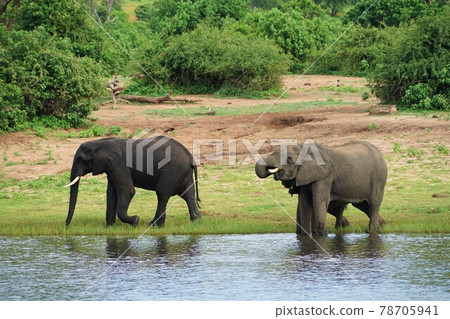 非洲大象飲用水 78705941