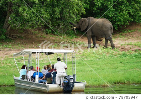 African elephant 78705947