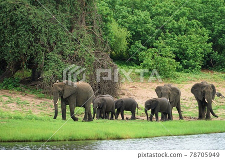 African elephant mud bath African elephant mud bath 78705949