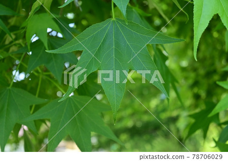 Sweetgum (American sweetgum) and fresh green 78706029