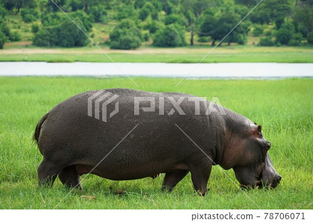 Hippopotamus 78706071