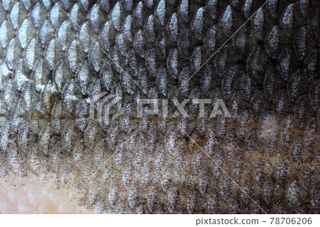 Fish scales. Macro Fish scales. Macro 78706206