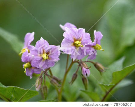 馬鈴薯花 馬鈴薯花 78706207